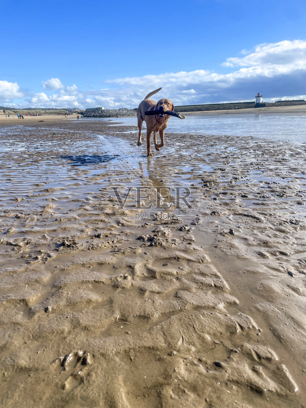 拉布拉多狗在海边奔跑照片摄影图片