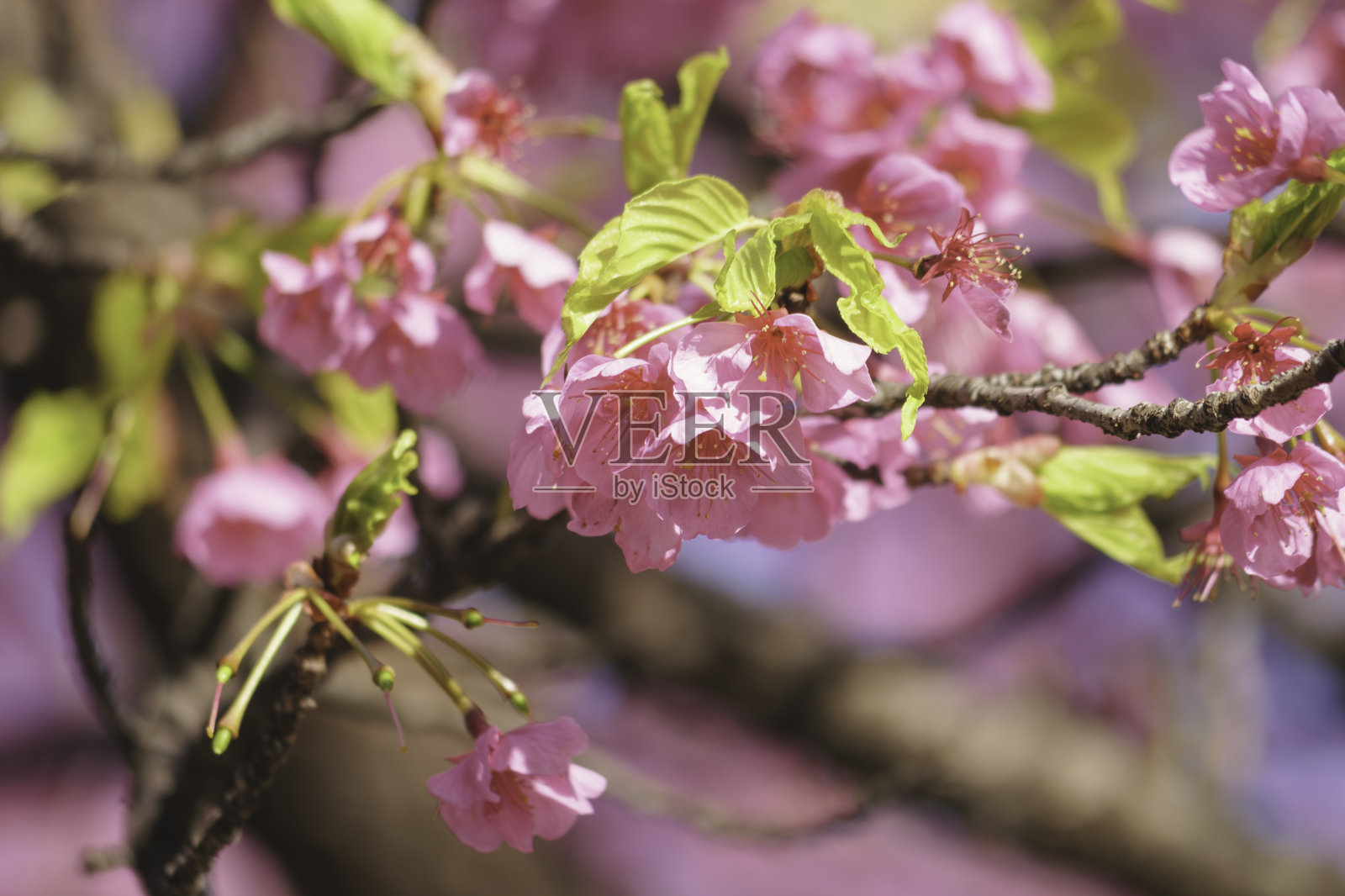 盛开的樱桃树开着粉红色的花照片摄影图片