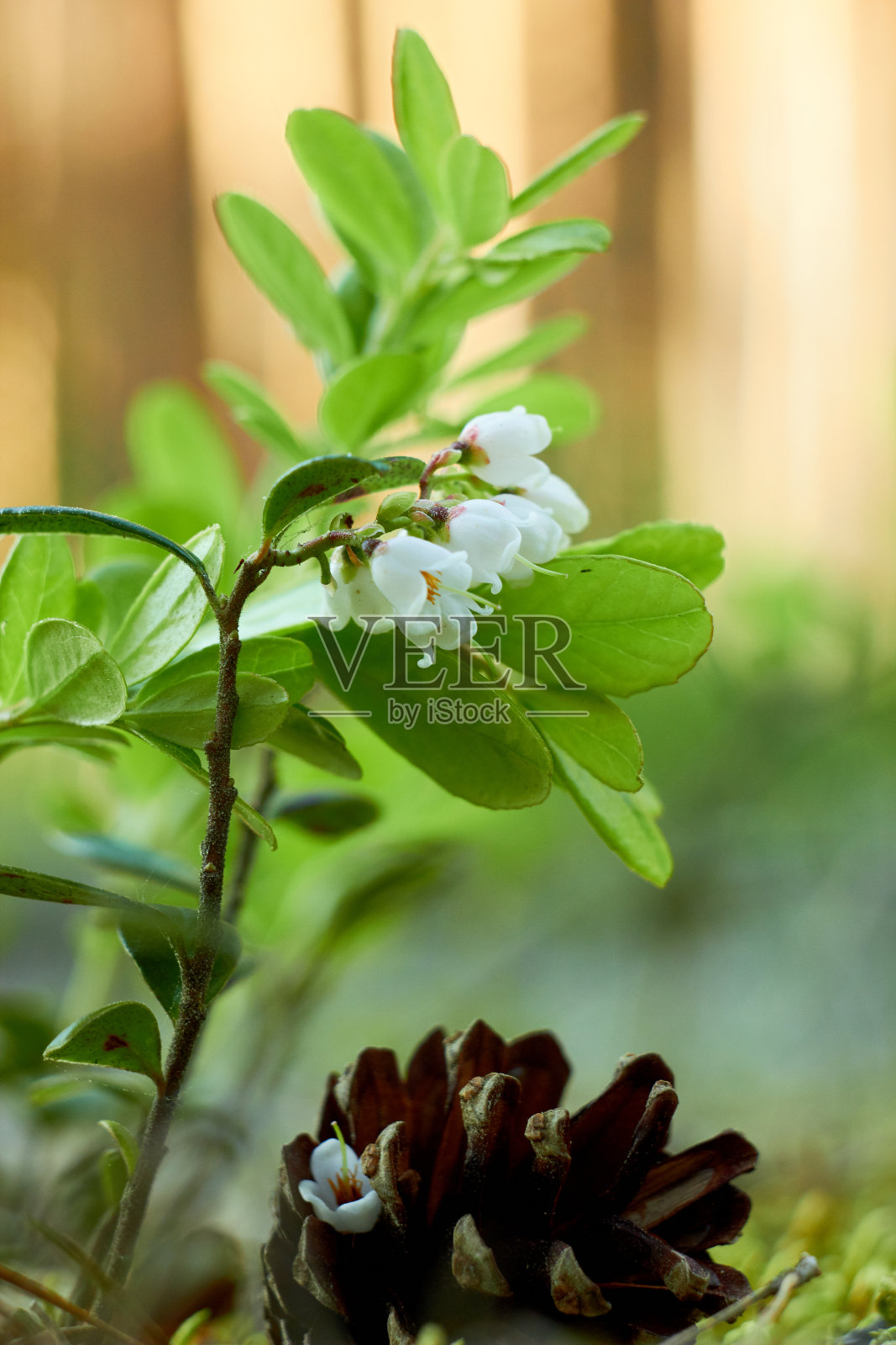 枸杞属，枸杞子科。白色越橘花在春天的森林里。照片摄影图片