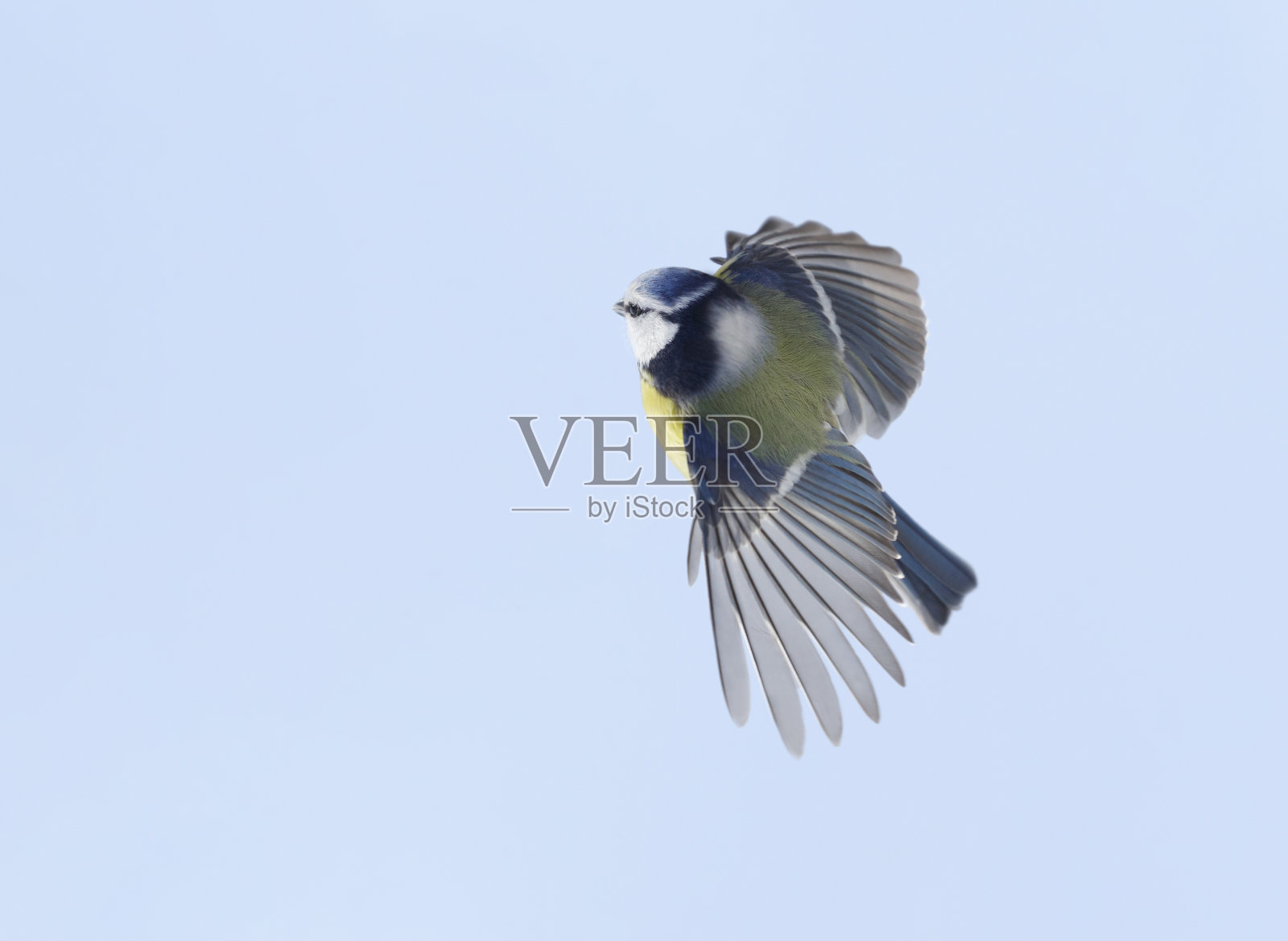 小鸟在天空的背景上飞翔。蓝冠山雀照片摄影图片
