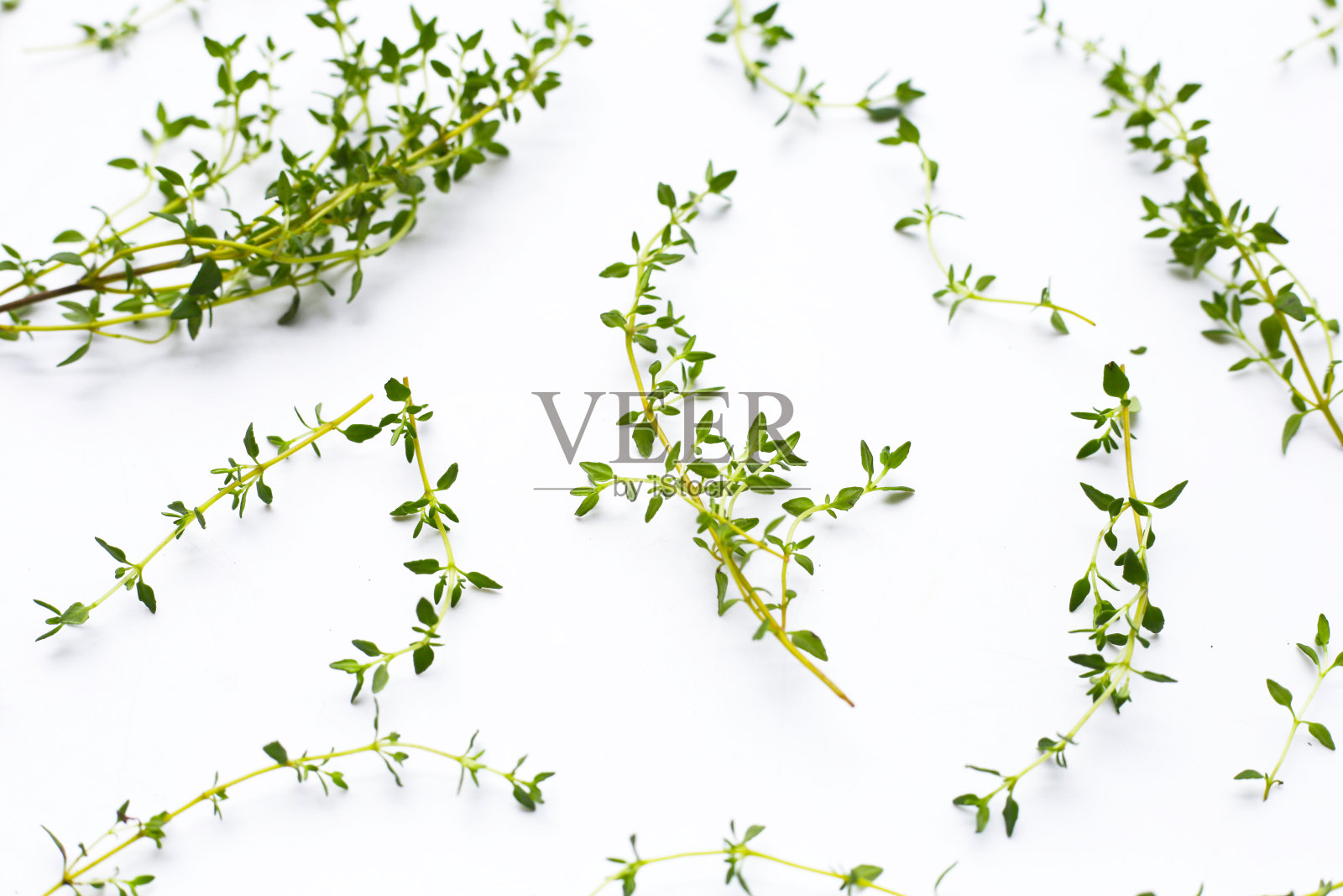 白色背景上的新鲜百里香。照片摄影图片