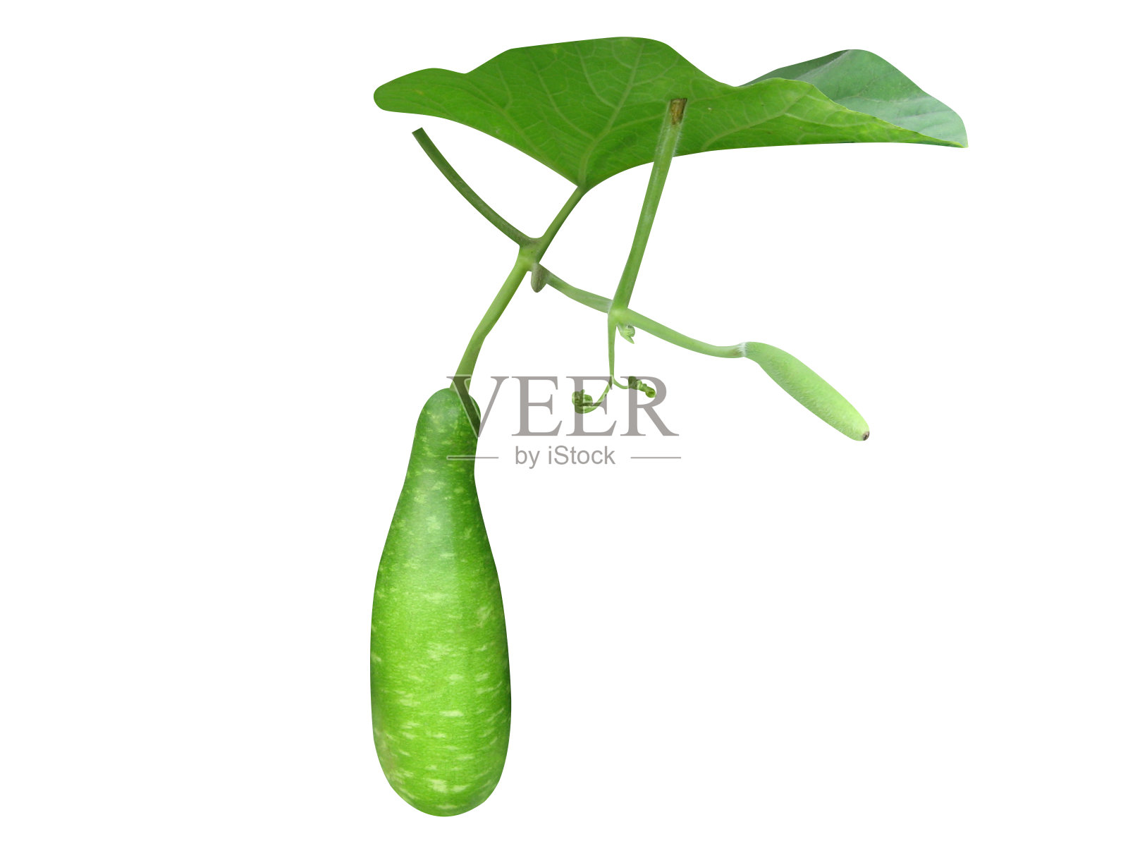 葫芦或Lagenaria siceraria照片摄影图片