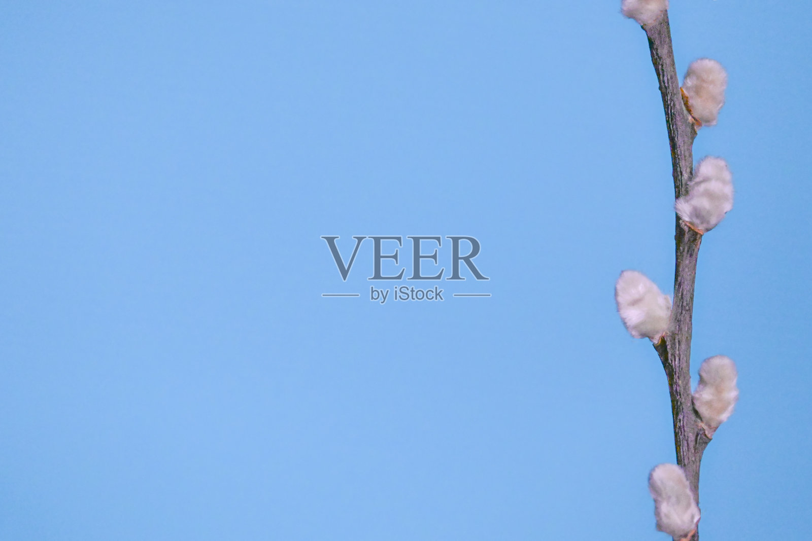 褪色柳照片摄影图片