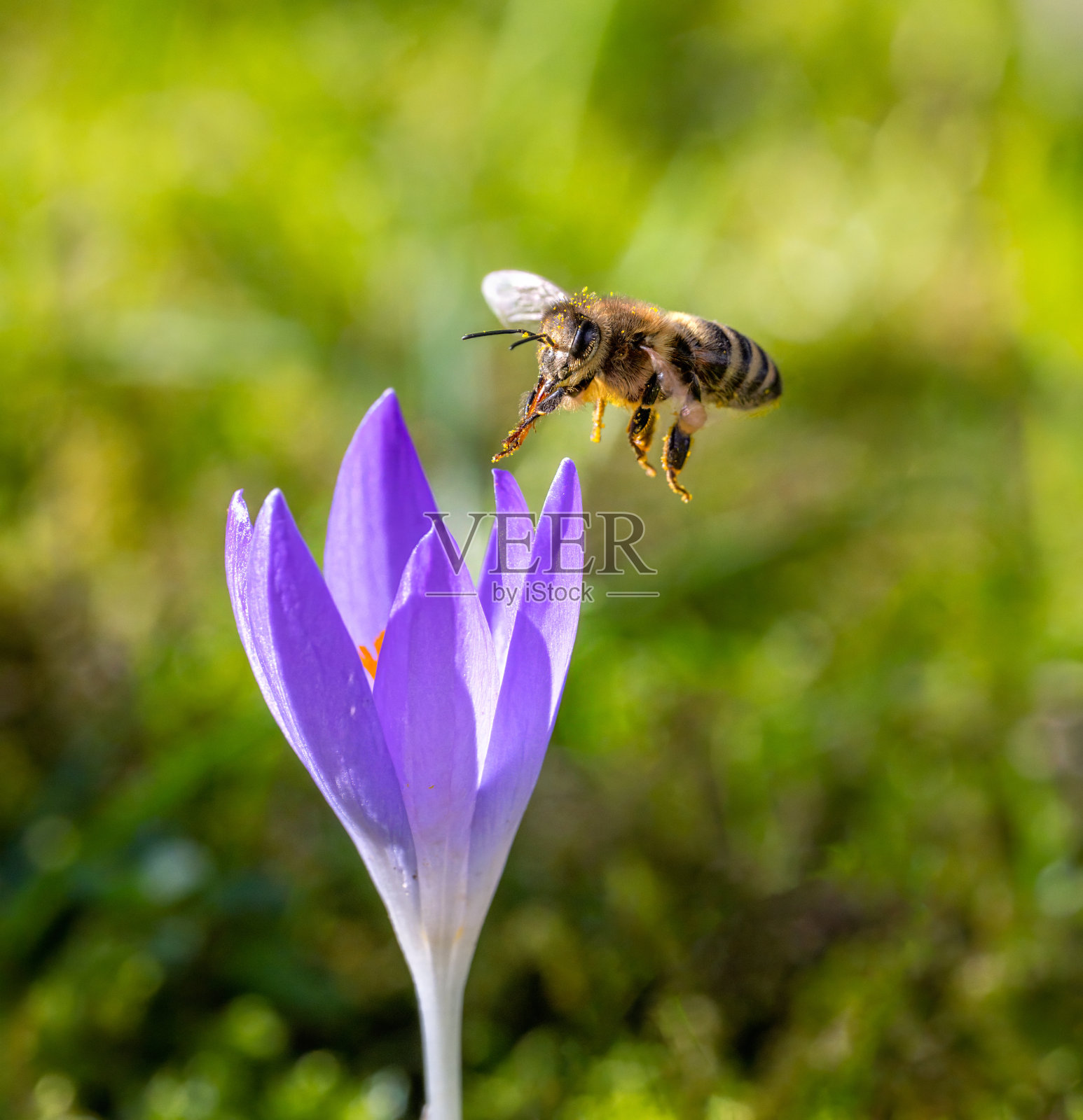 蜜蜂飞向一朵紫色的番红花照片摄影图片