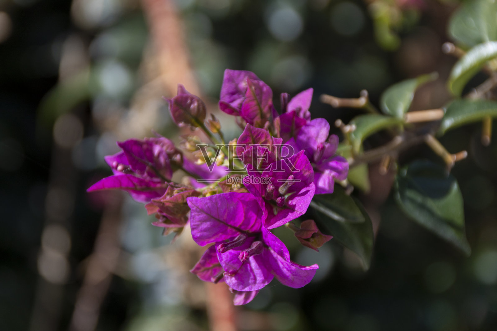 自然，公园，微距高质量照片照片摄影图片