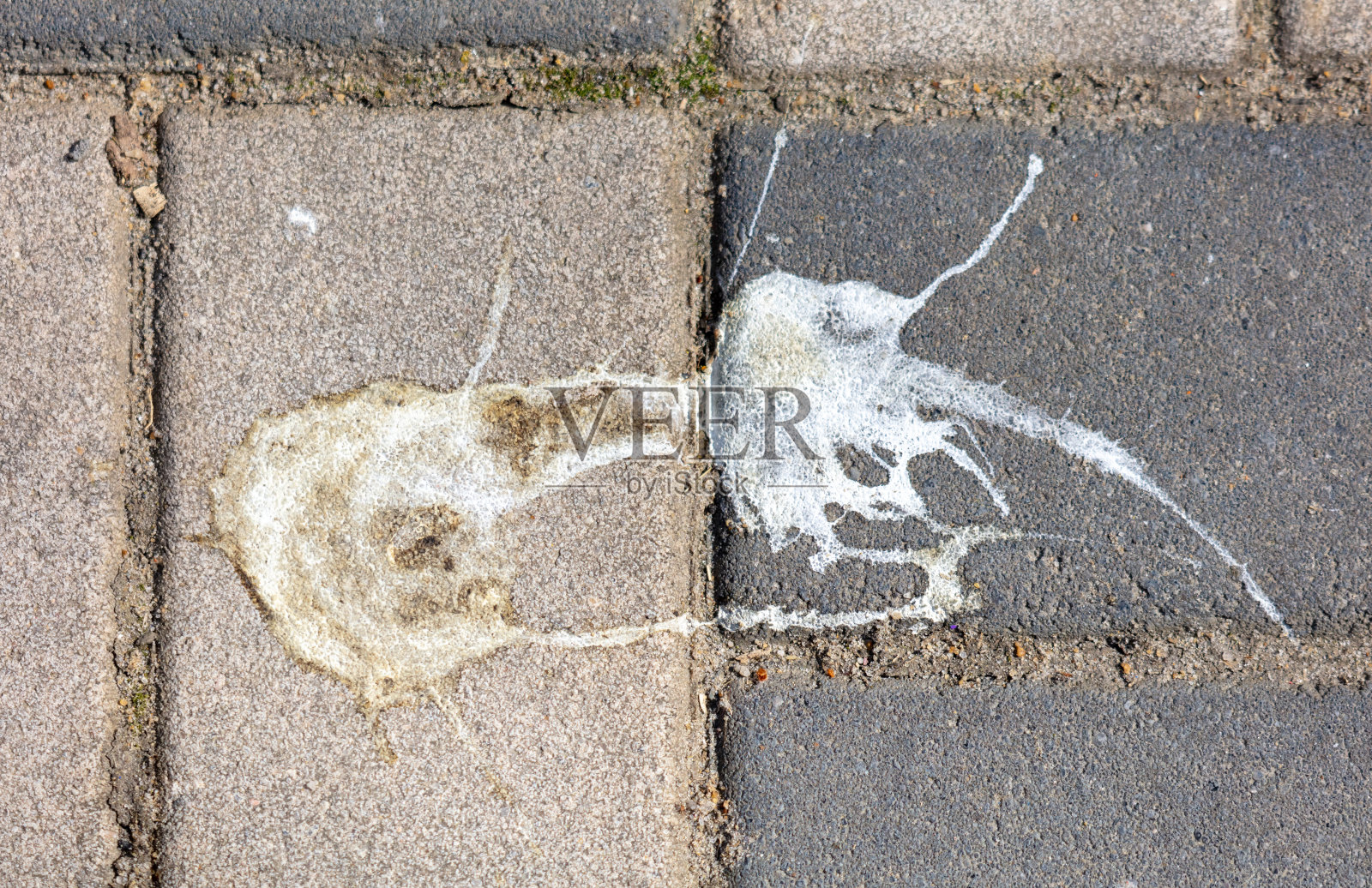 石板上的鸟粪照片摄影图片