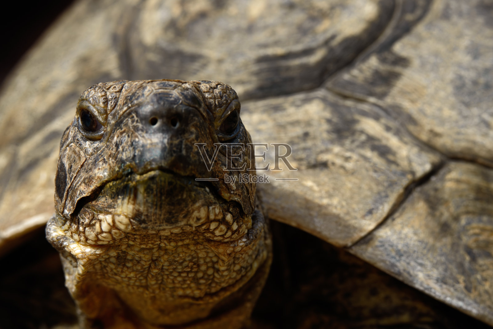 地中海骨刺龟的正面肖像照片摄影图片