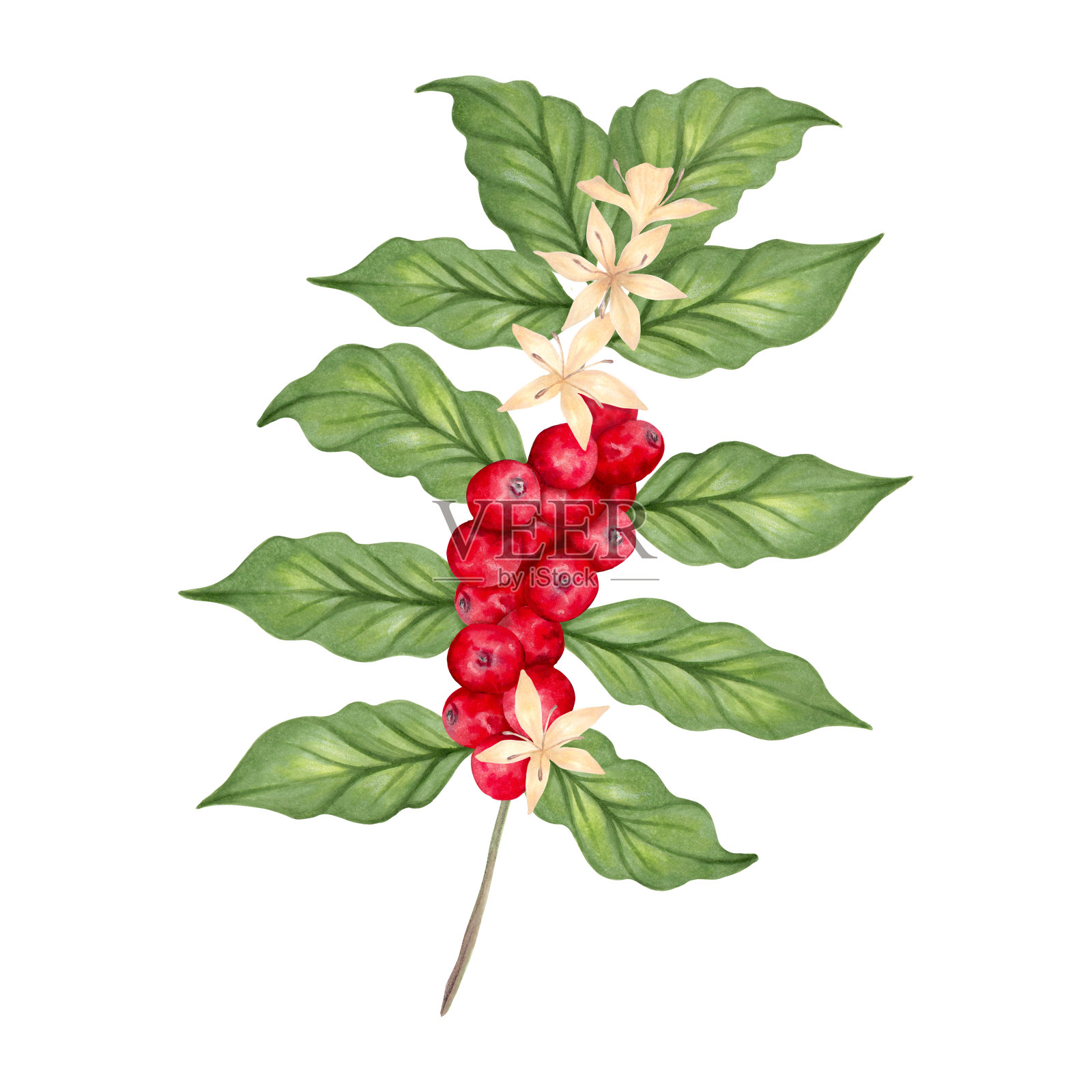 咖啡树枝。罗布斯塔和阿拉比卡品种的香气。插图与水彩和标记。咖啡果实的生产、成熟。写实的自然风格。咖啡的一天。手绘孤立艺术品插画图片素材