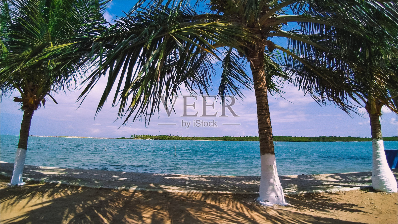 有椰子树的海滩照片摄影图片