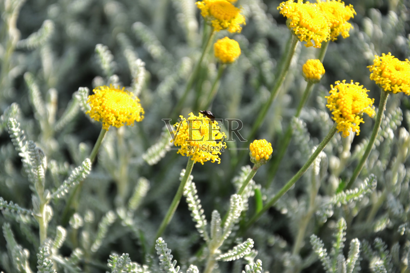 santolina照片摄影图片