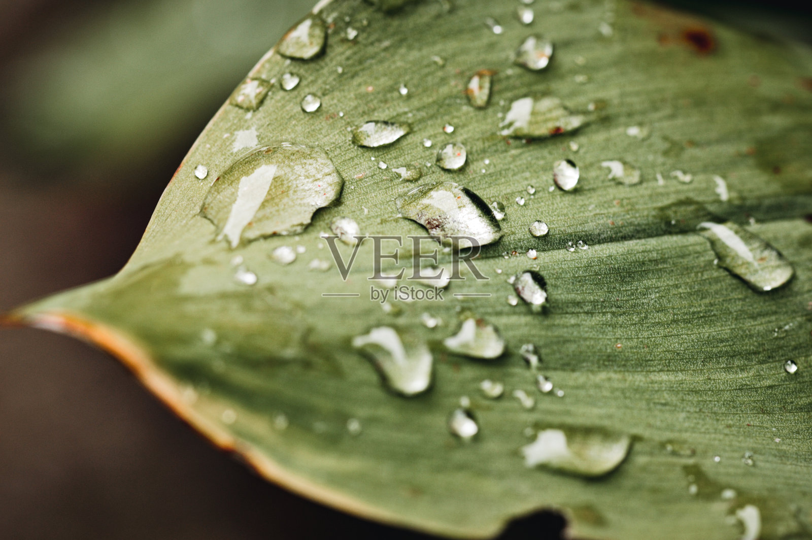 雨滴落在绿叶上照片摄影图片