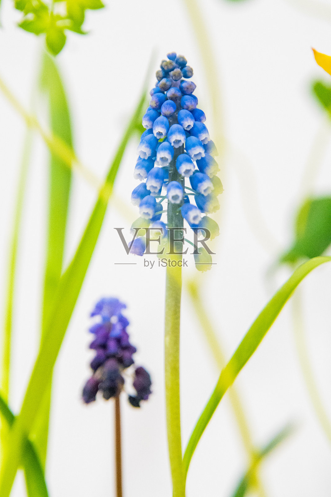 花瓶里的蓝色风信子，由日本花商插花。照片摄影图片