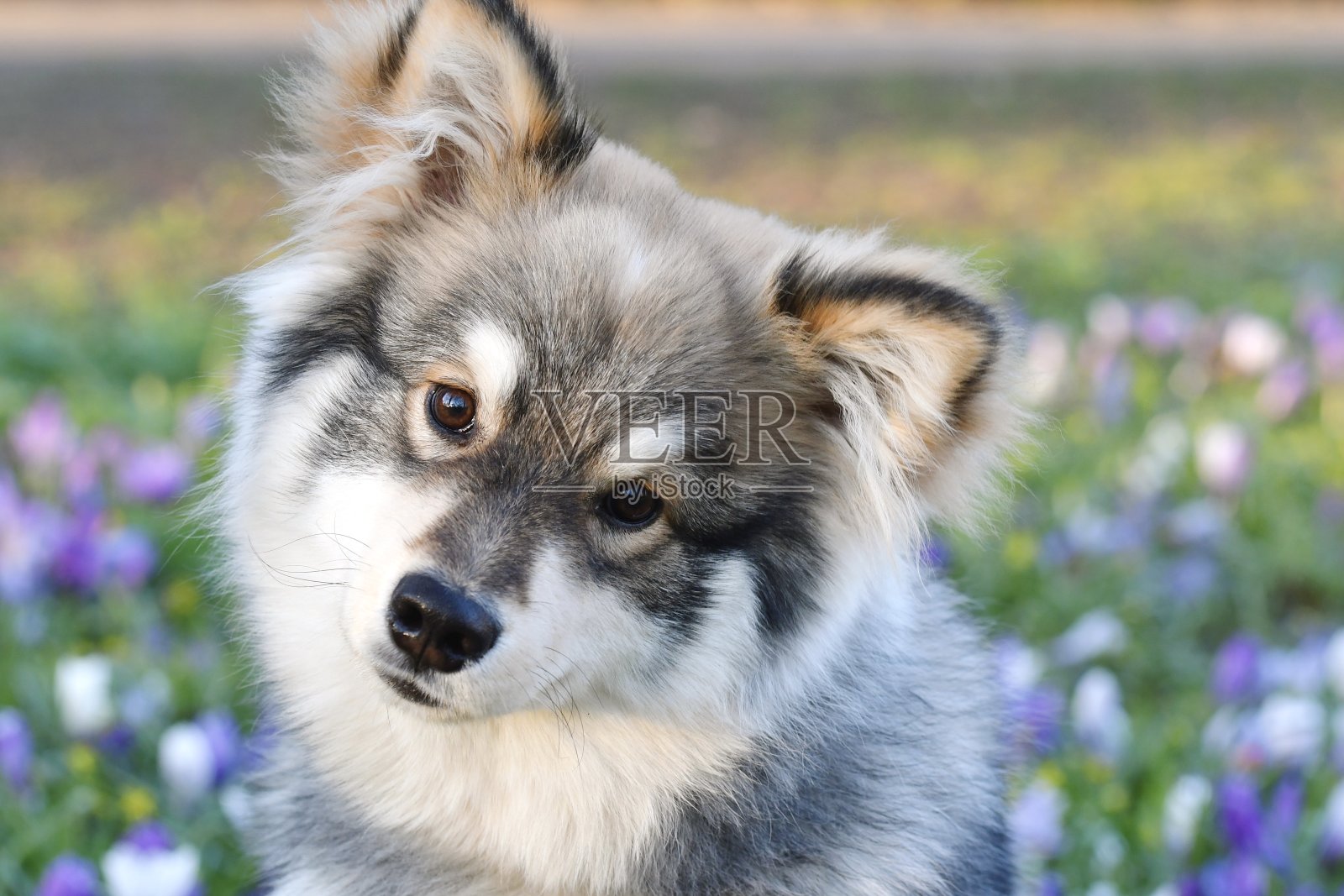 一只年轻的芬兰拉普芬犬的肖像照片摄影图片