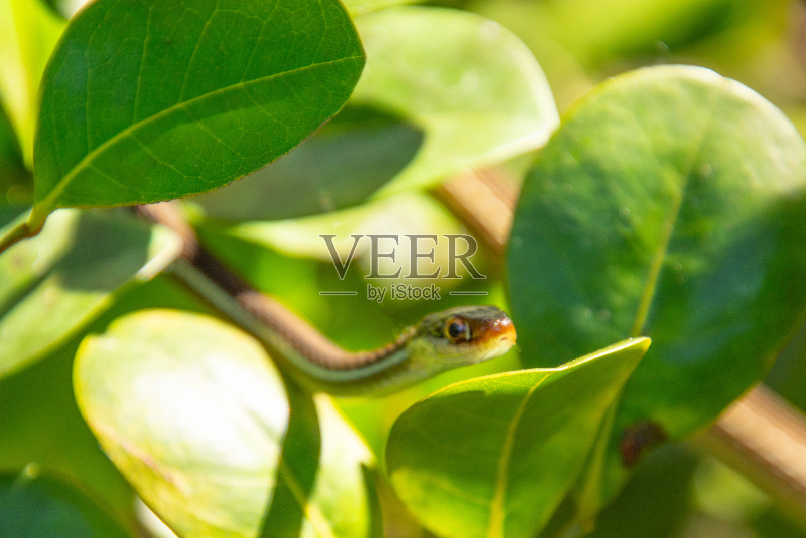 蓝条纹蛇的标本照片摄影图片