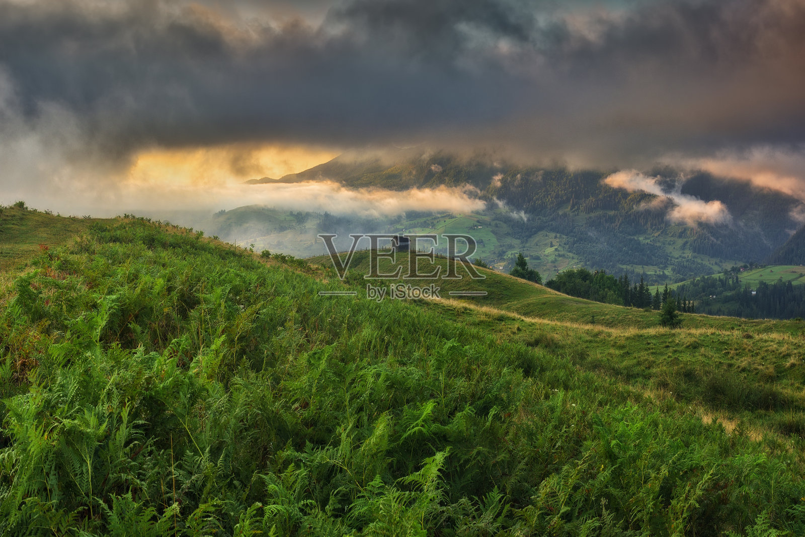 山上有雾的早晨。喀尔巴阡山脉的夏日黎明。乌克兰的性质照片摄影图片