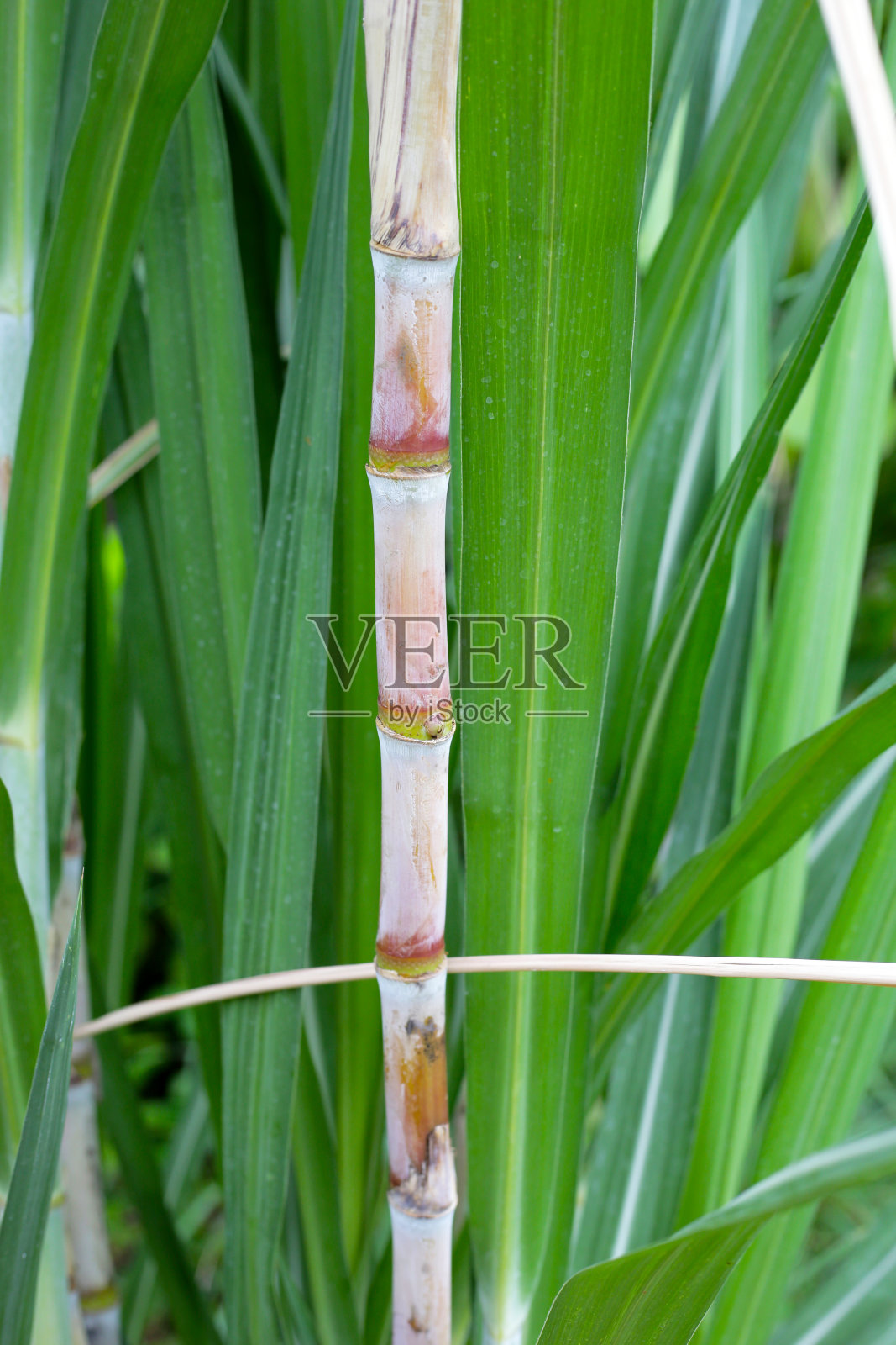 花园里的新鲜甘蔗照片摄影图片