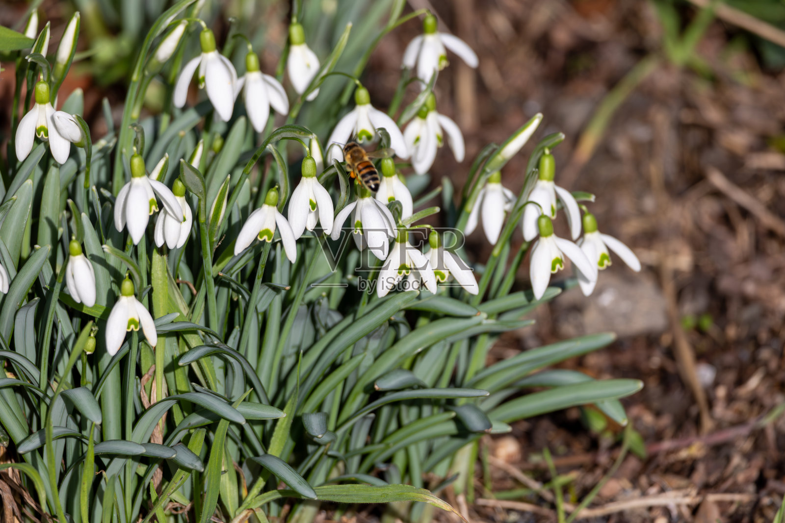 一只蜜蜂在春天为白色雪花莲授粉的特写照片摄影图片