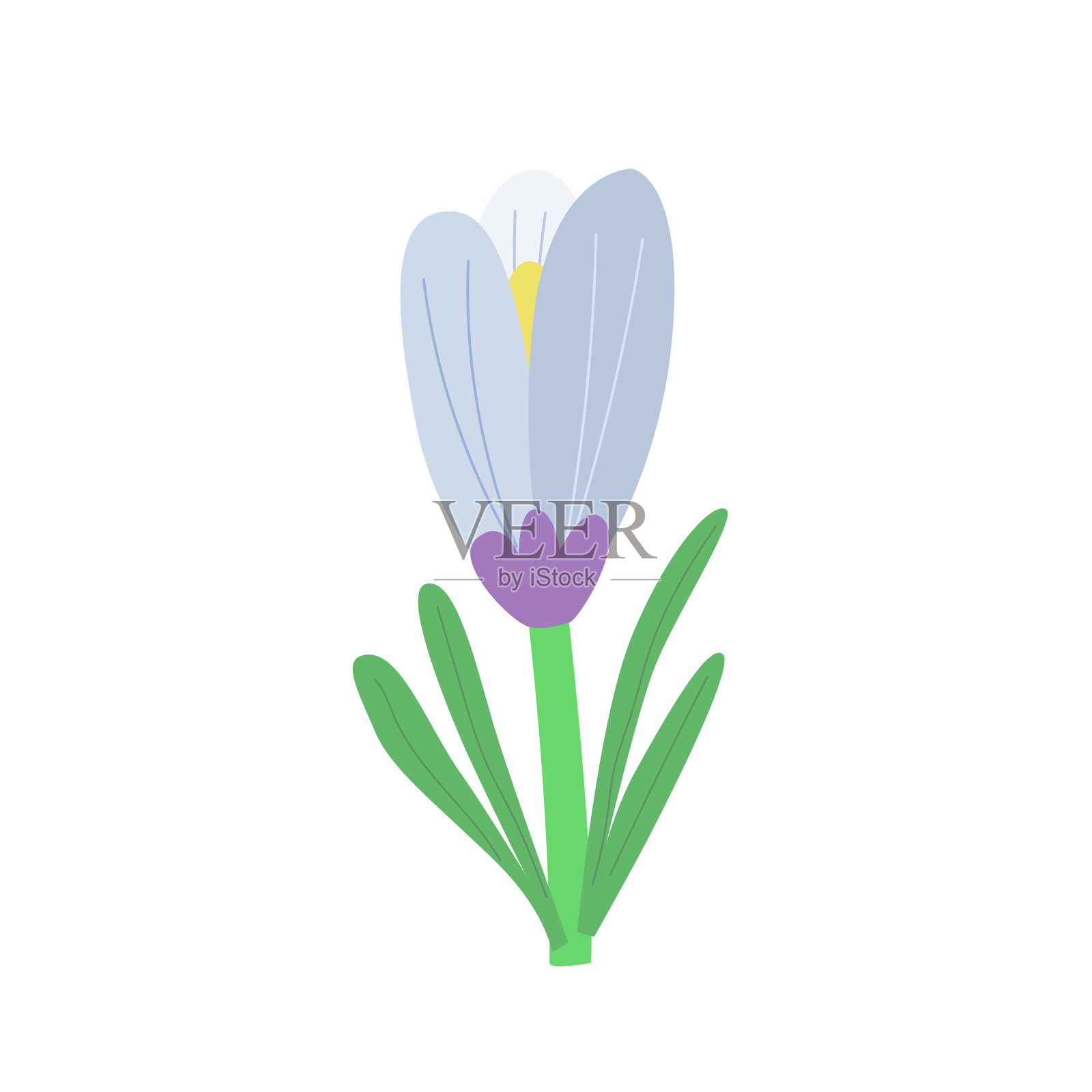 春花番红花。矢量隔离在白色背景上。插画图片素材