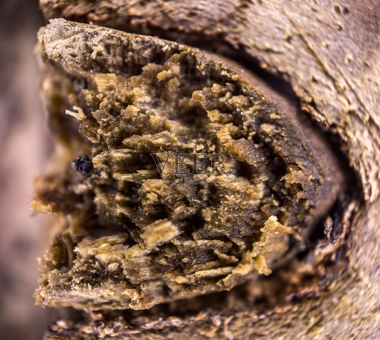 在木材边缘打结照片摄影图片