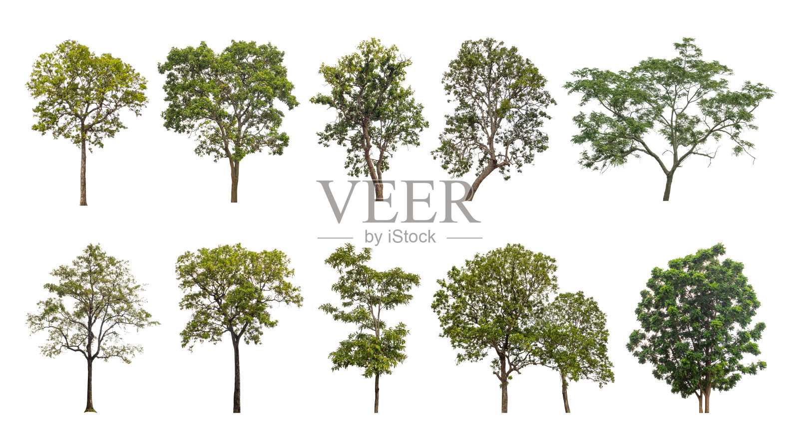 白色背景上孤立的绿色树木集合。方便选择设计。照片摄影图片