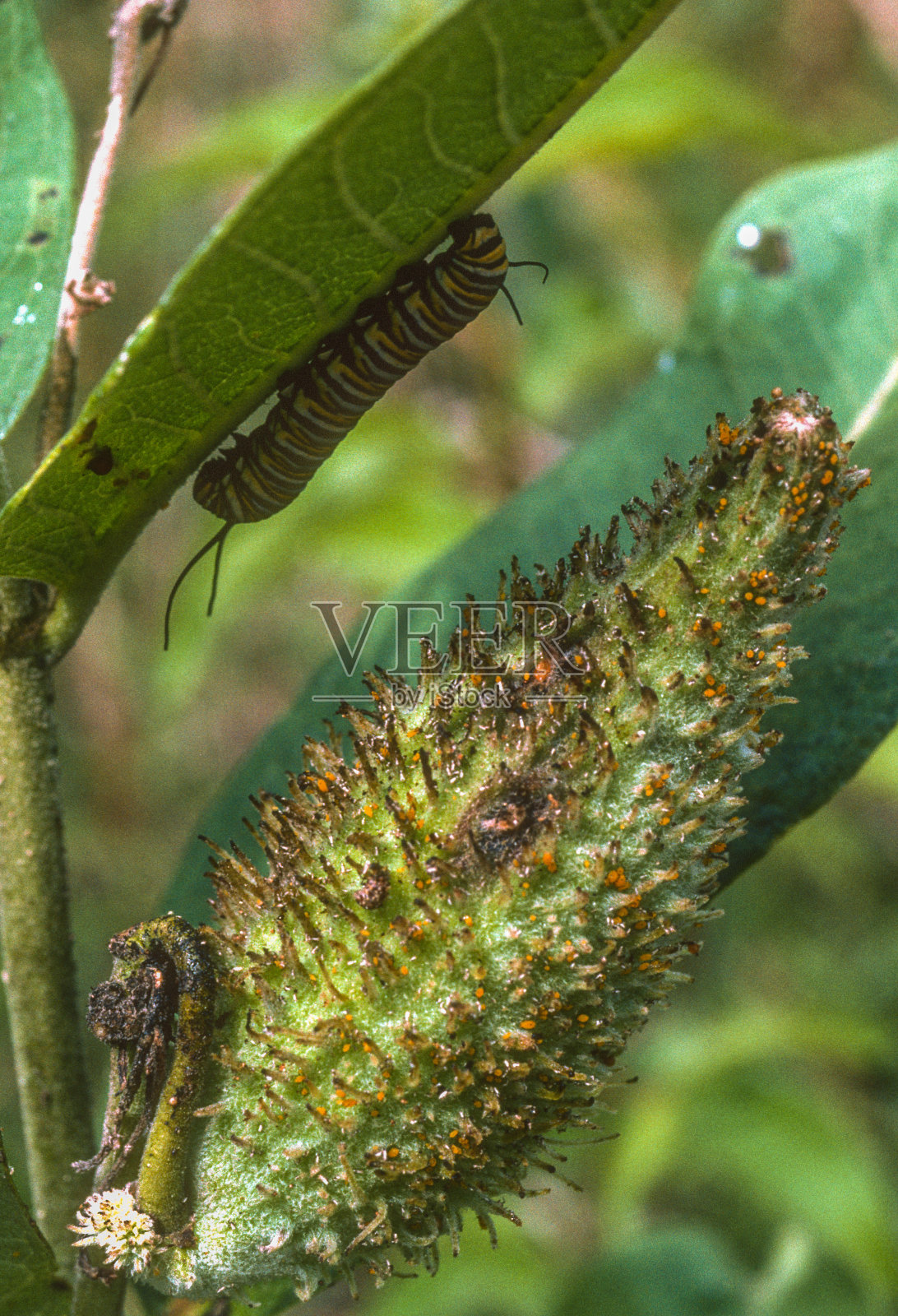 伯尔橡树林保护区-马利筋上的黑脉金斑蝶毛虫1989照片摄影图片