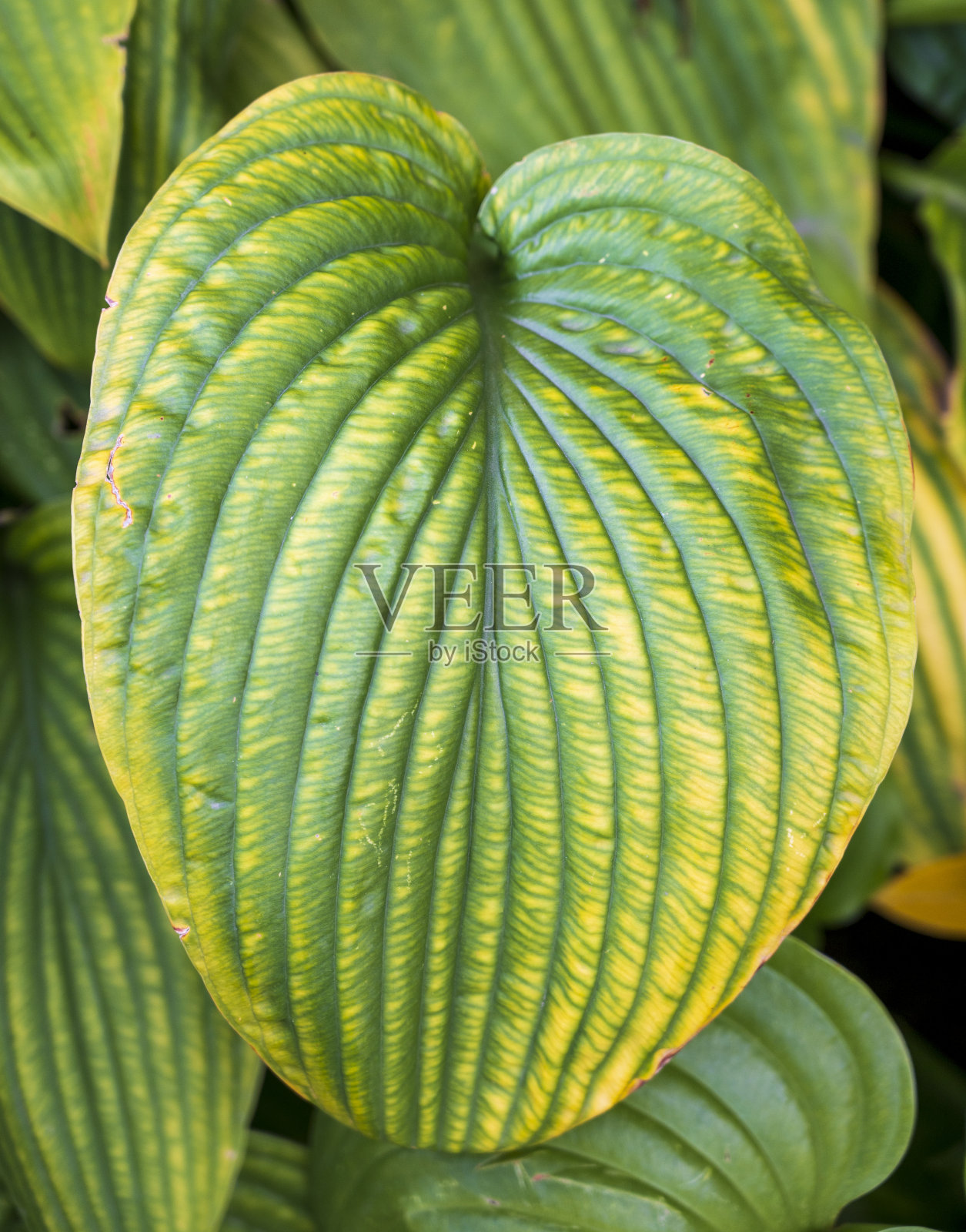 车前草植物黄绿色叶片细节图。照片摄影图片