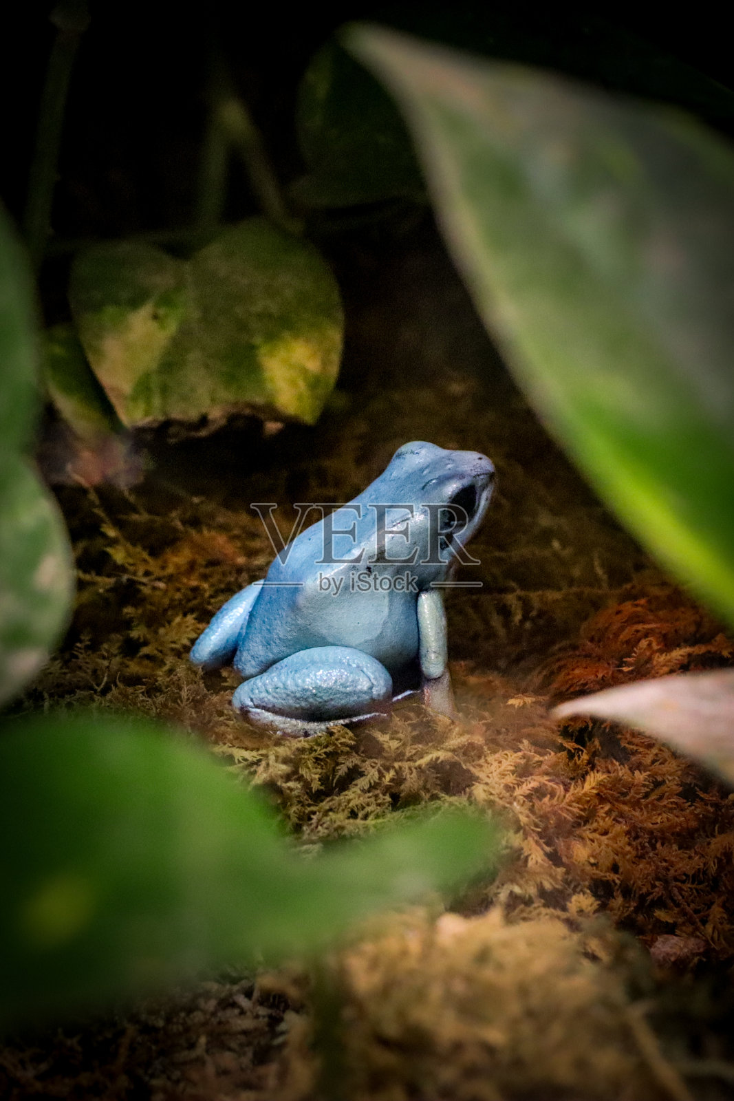 蓝色箭毒蛙特写照片照片摄影图片