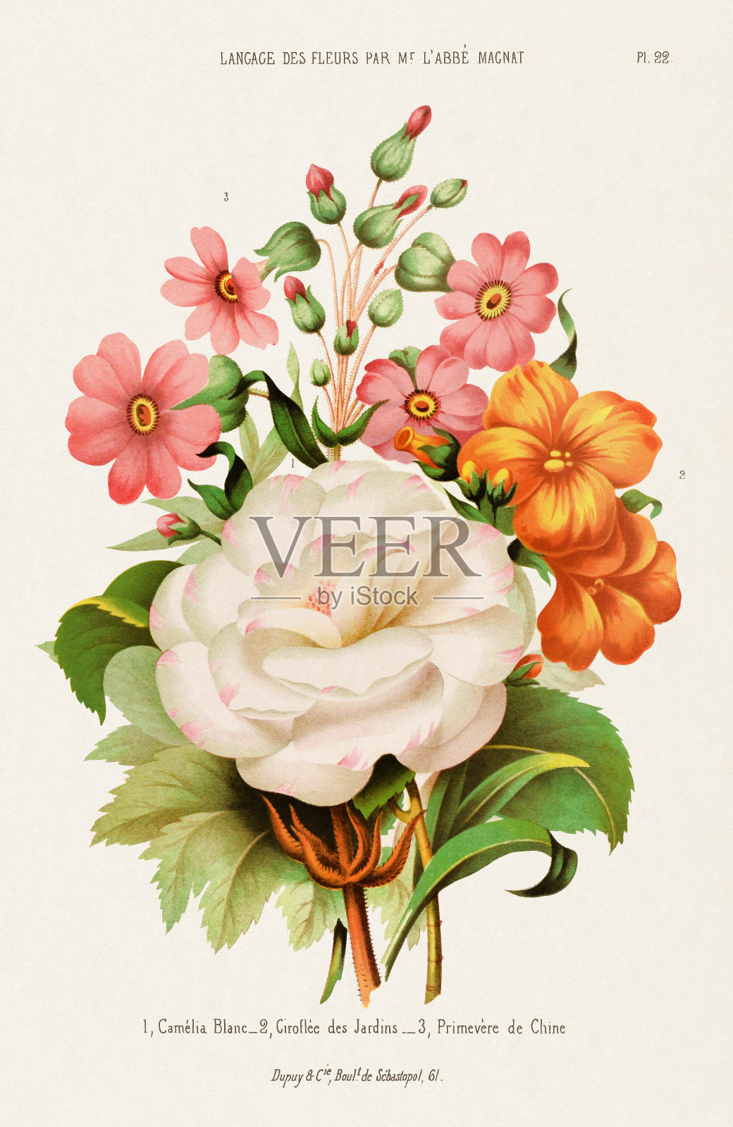 一束花。植物插图插画图片素材