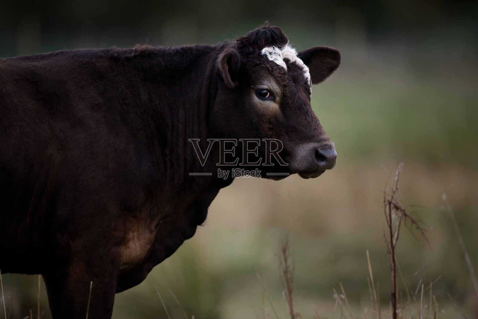 田野里长着白色额毛的黑母牛照片摄影图片