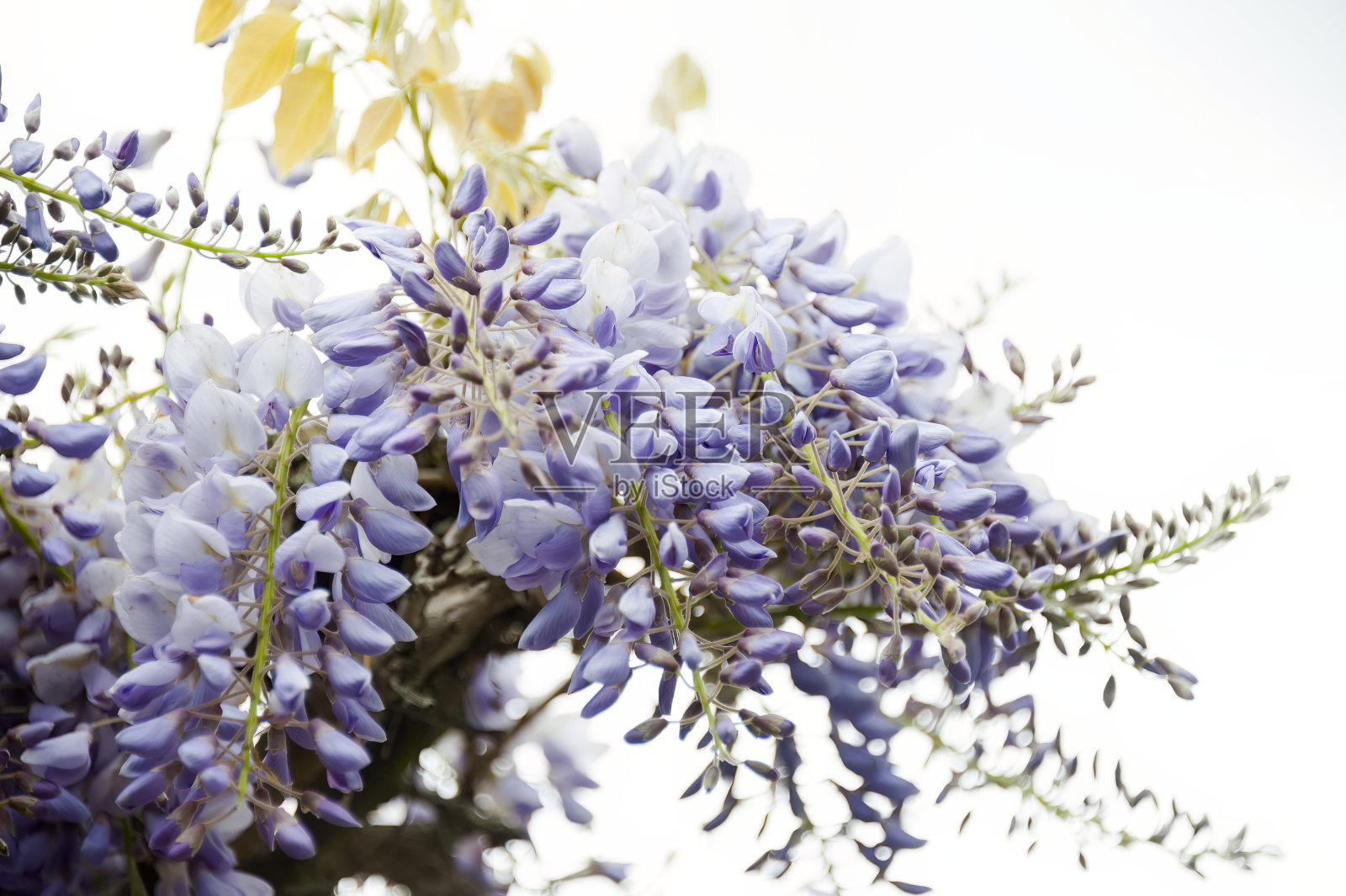 美丽的微距拍摄的紫色和丁香紫藤花孤立在一个白色的背景照片摄影图片
