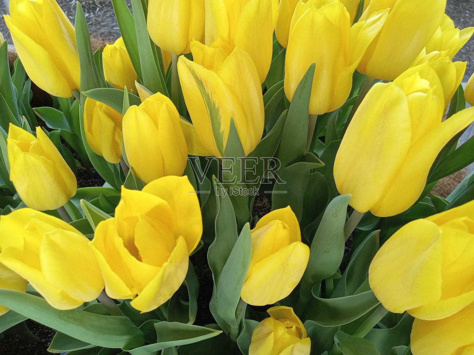 春天的花朵照片摄影图片