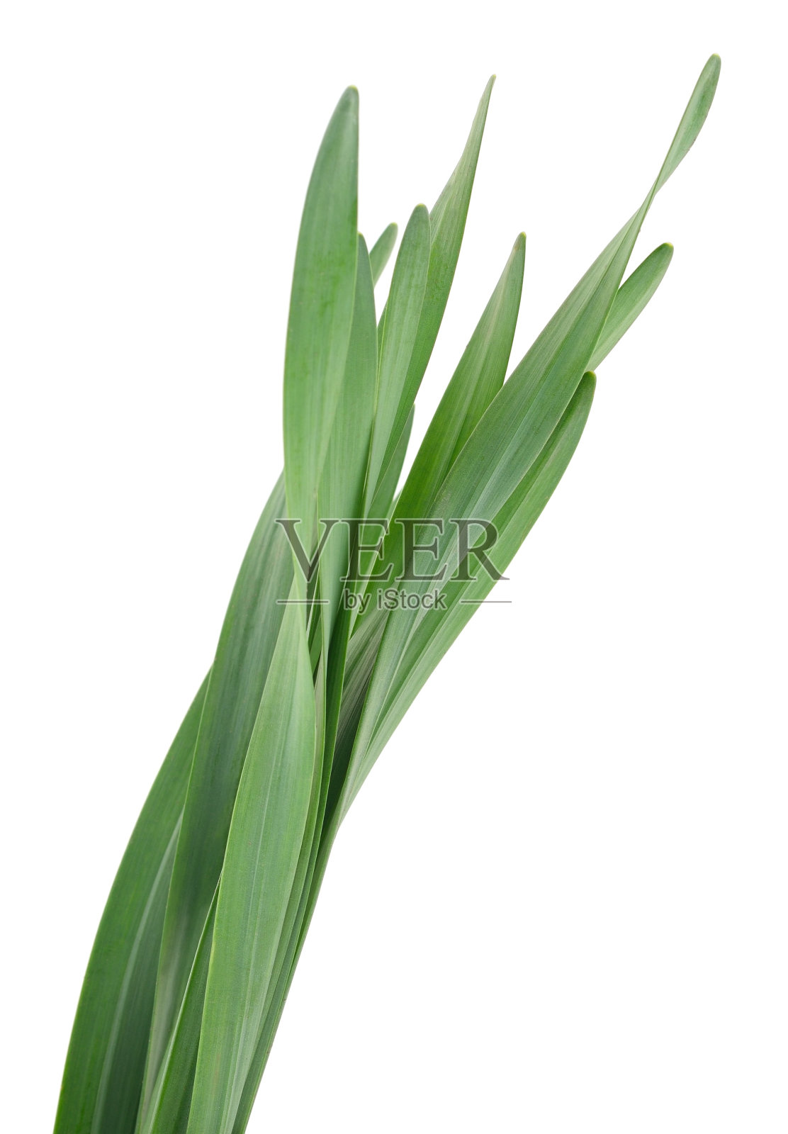 绿草叶。照片摄影图片