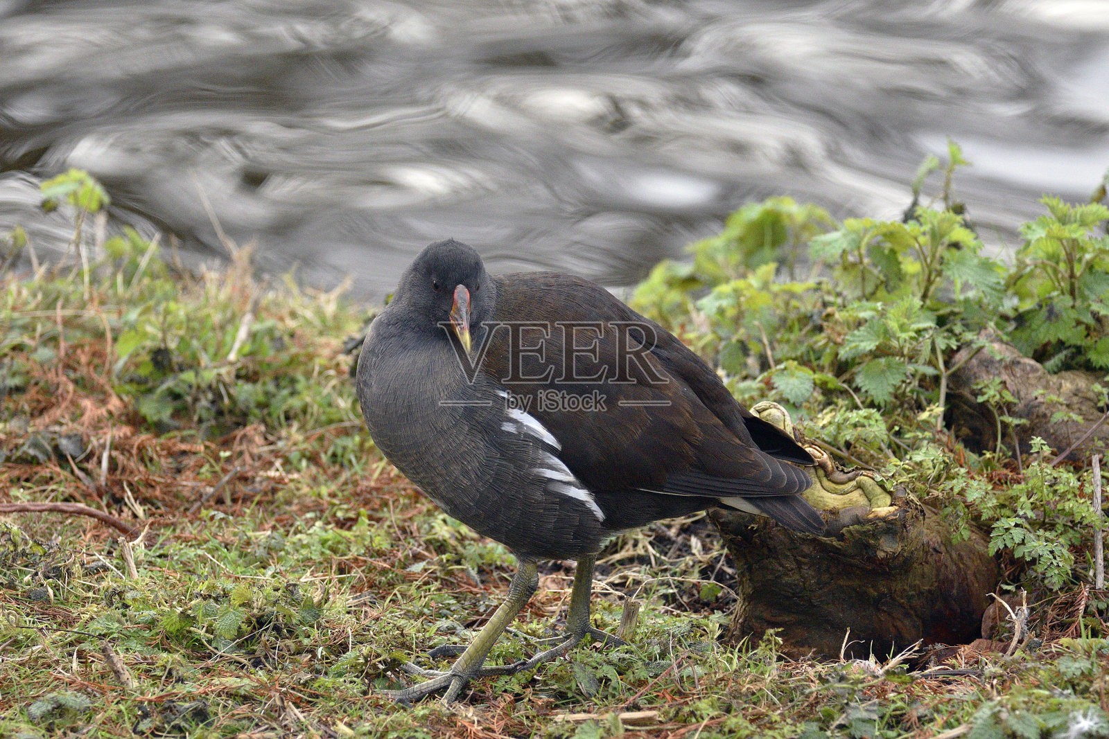 雌红松鸡的时刻照片摄影图片