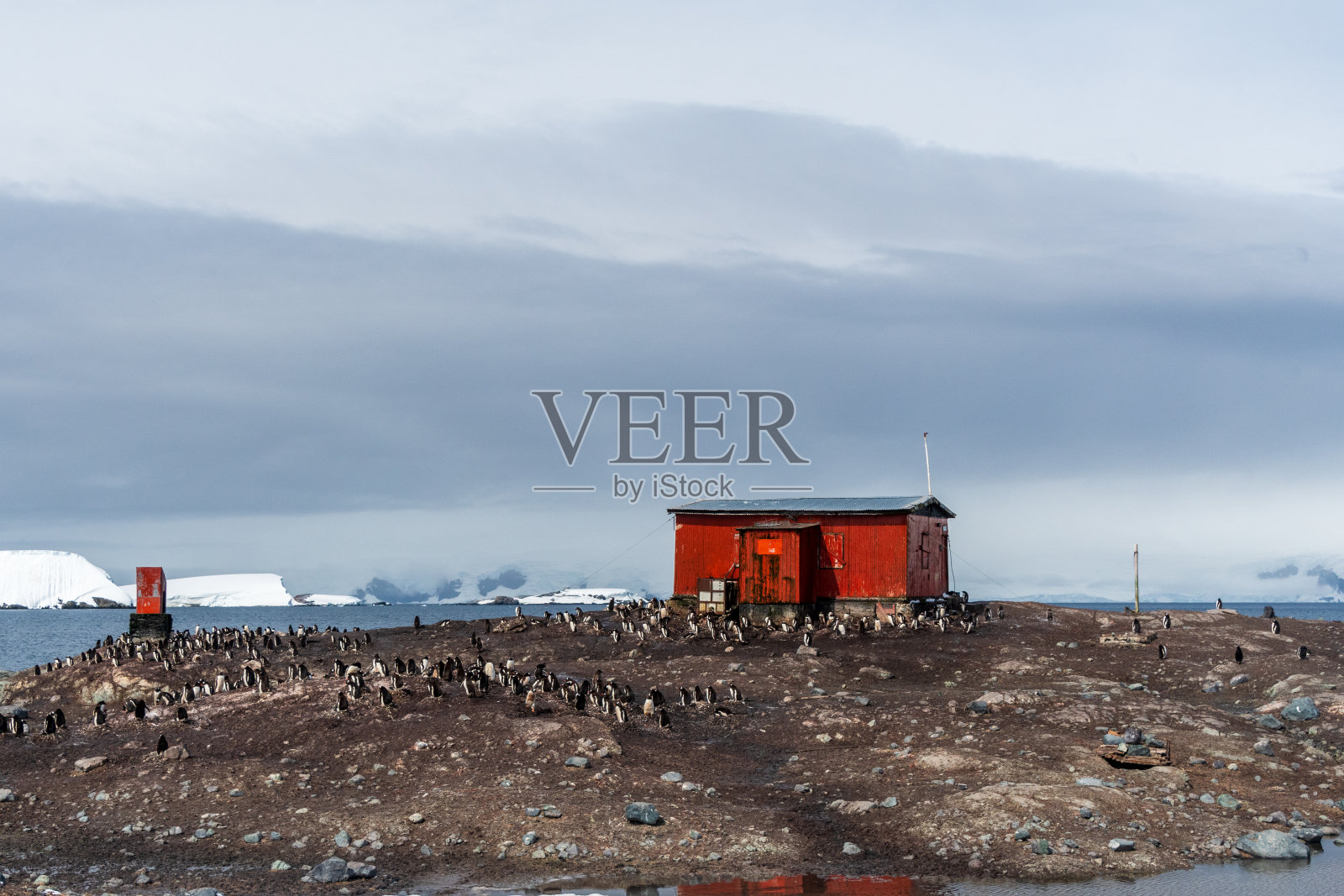 塞拉湾的巴布亚企鹅群照片摄影图片