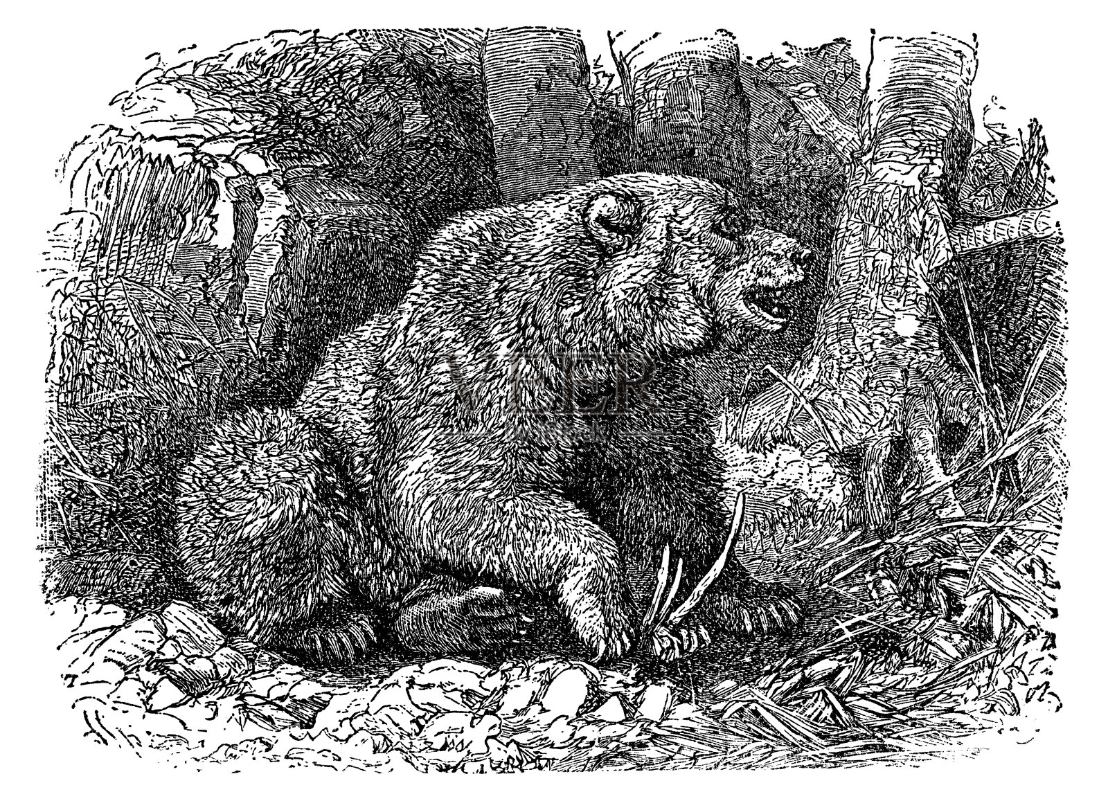 肉桂熊(美洲熊)- 19世纪插画图片素材