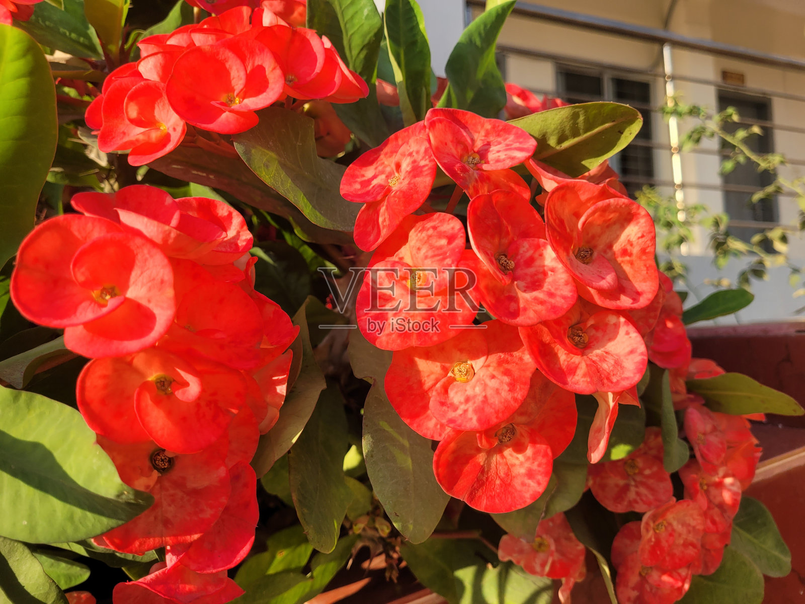 荆棘之冠照片摄影图片