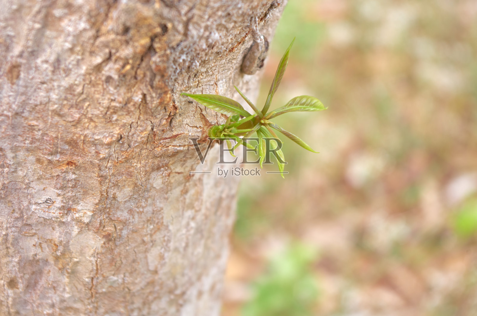 树干上长出了芒果芽照片摄影图片
