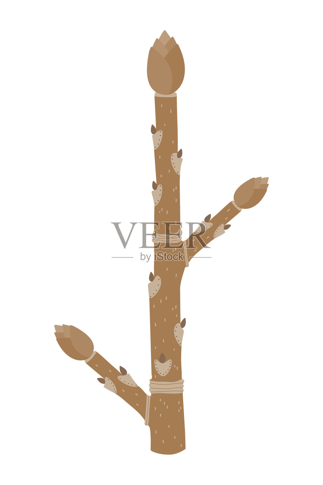 嫩枝。图。插画图片素材