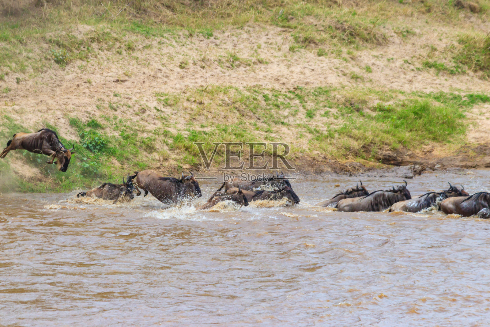 角马穿过坦桑尼亚塞伦盖蒂国家公园的马拉河。大迁移照片摄影图片