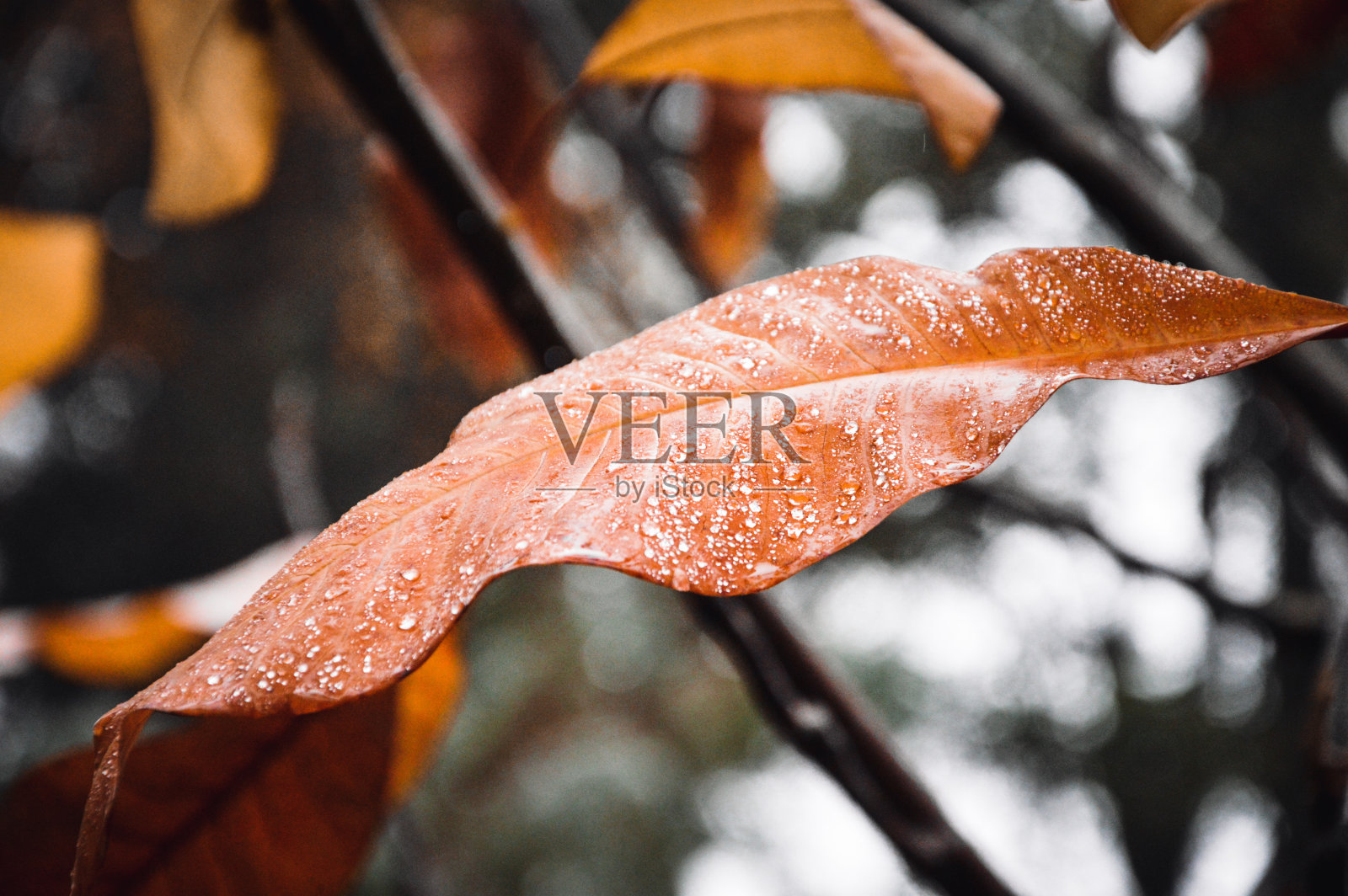 叶子上有水滴的照片照片摄影图片