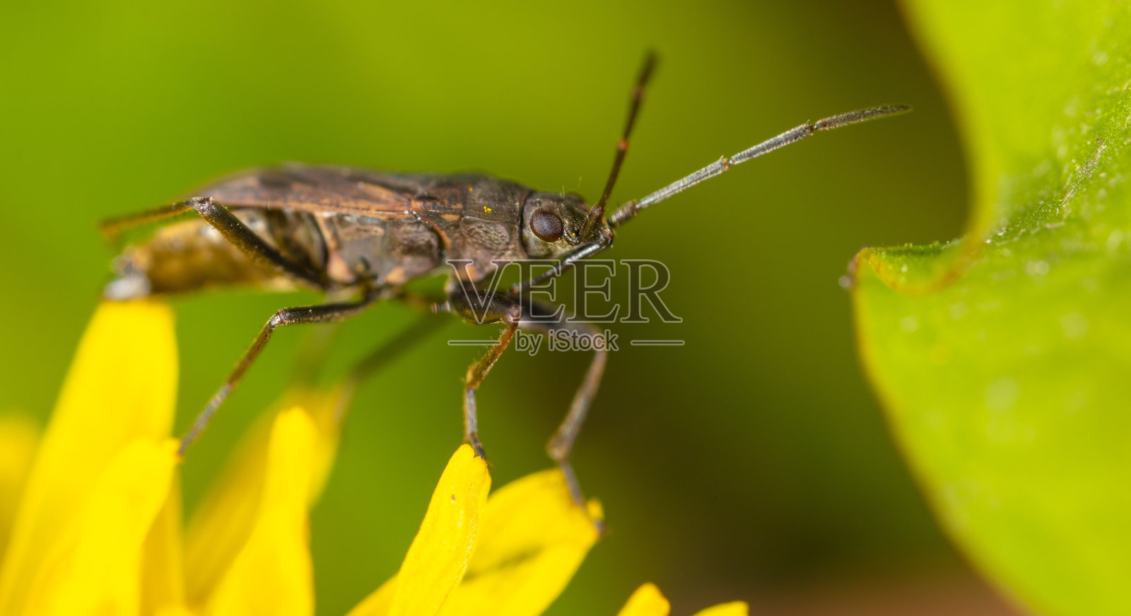 黄色蒲公英上的甲虫。宏照片摄影图片