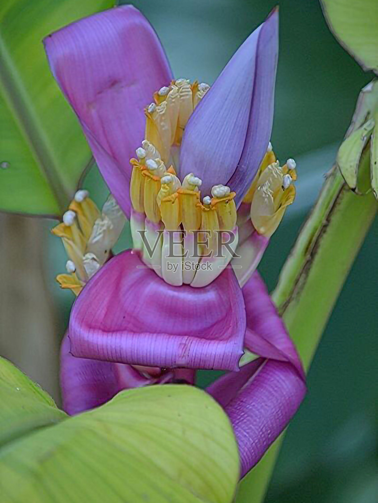 花，香蕉花照片摄影图片