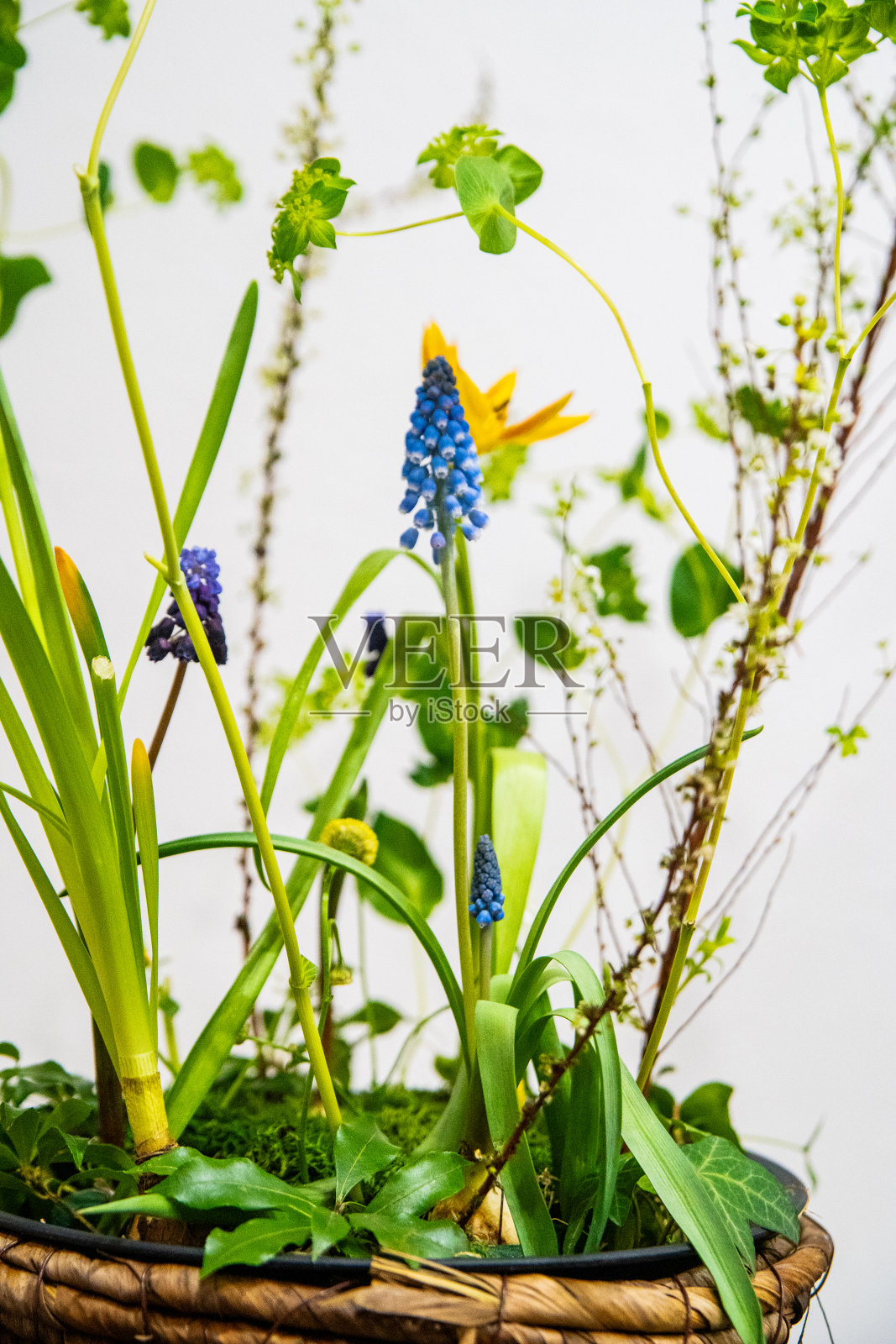 花瓶里的蓝色风信子，由日本花商插花。照片摄影图片