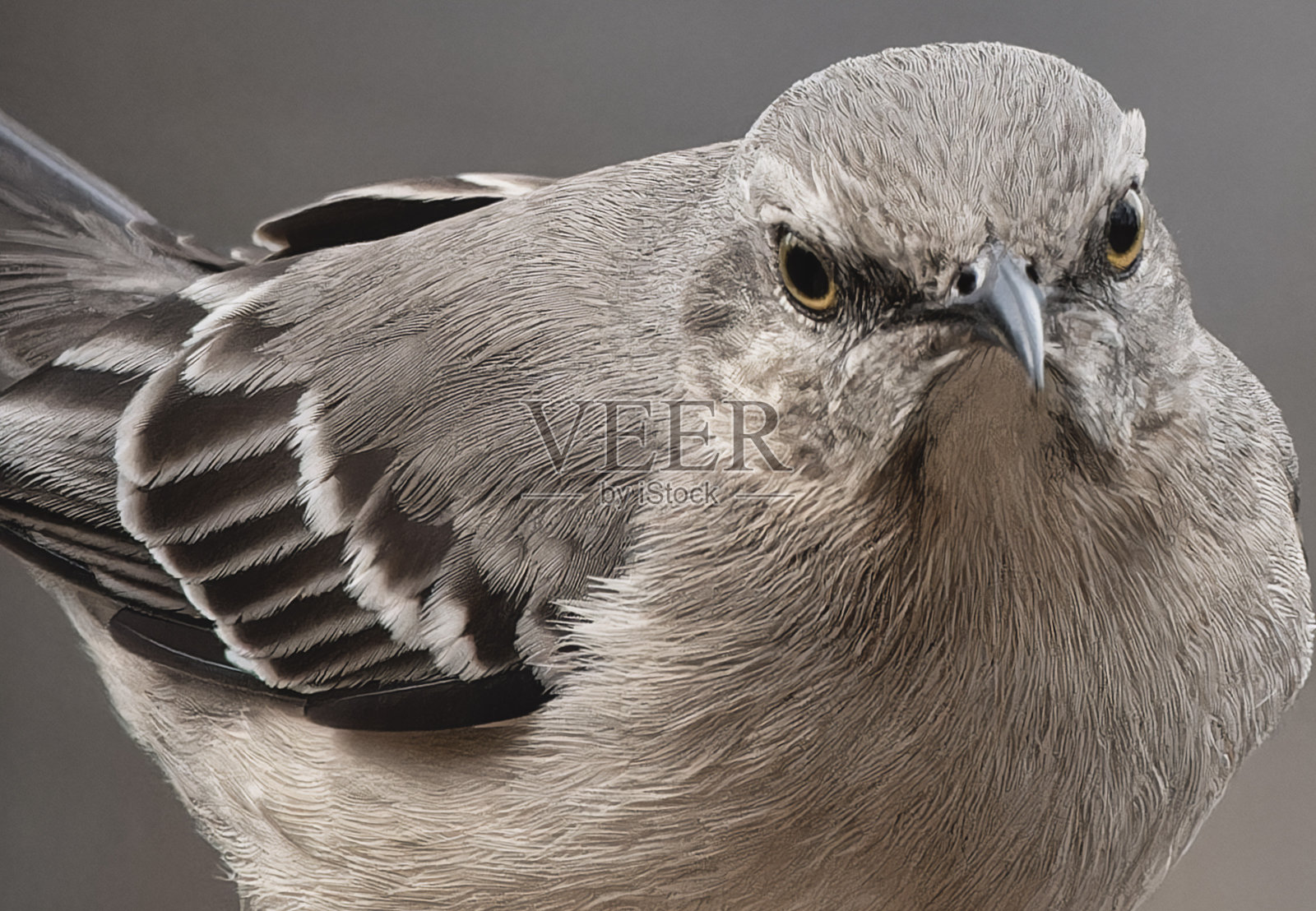 一只北方反舌鸟来到甲板上照片摄影图片