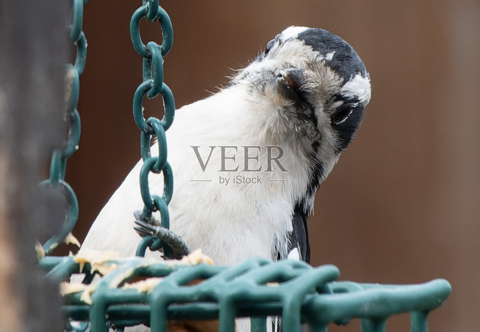 一只啄木鸟来到后院的桌子前照片摄影图片