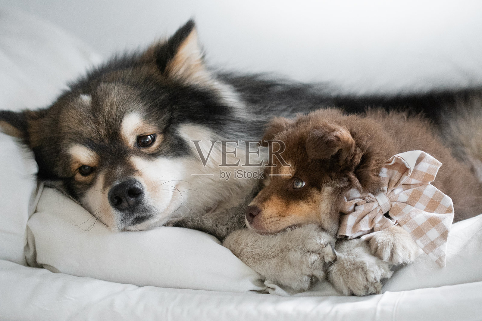 芬兰拉普猎犬和小狗的肖像照片摄影图片