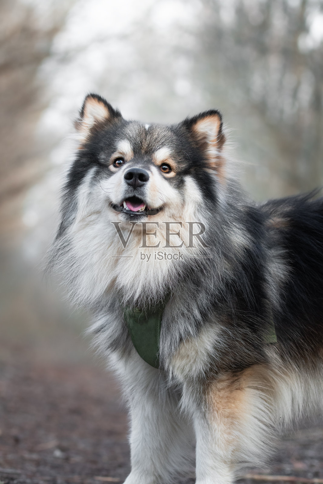 户外一只芬兰拉普芬犬的肖像照片摄影图片