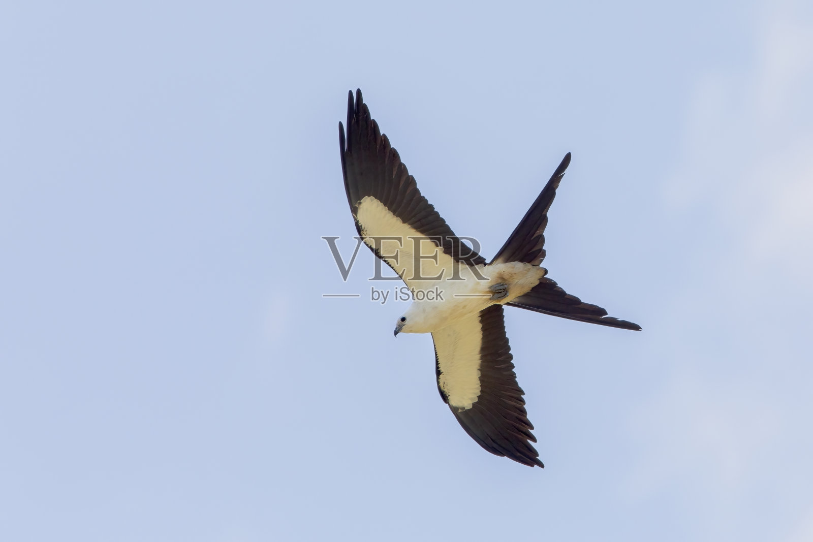 美国佛罗里达州基西米的燕尾鸢(Elanoides forficatus)照片摄影图片