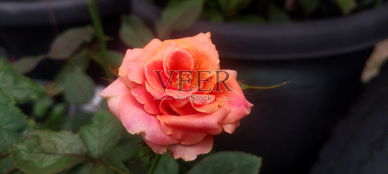 美丽的玫瑰和灿烂的阳光照片摄影图片