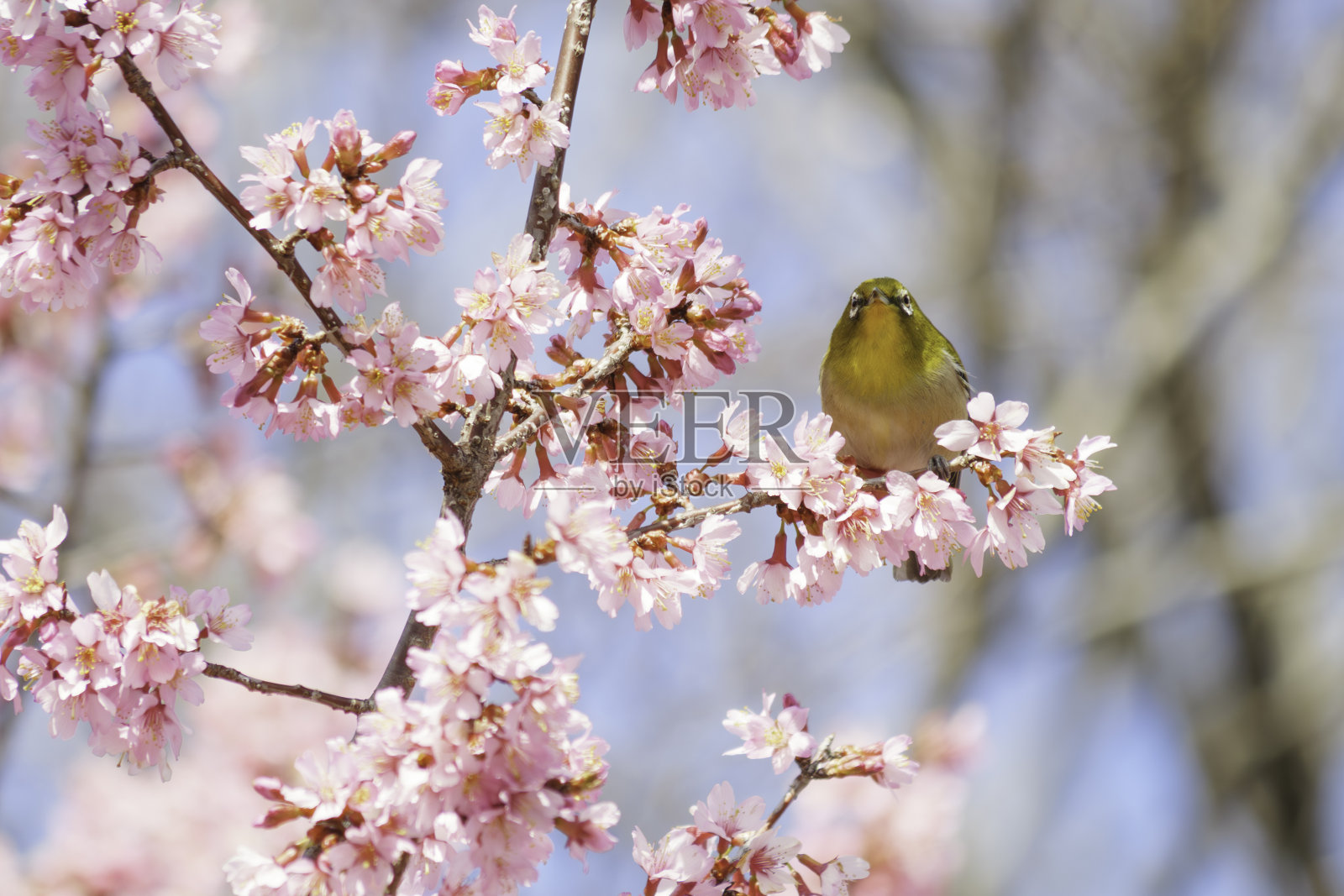 白眼采食早开的樱花花蜜(特写)照片摄影图片